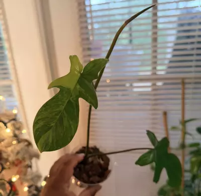 plant/Philodendron Florida Beauty-0-thumbnail