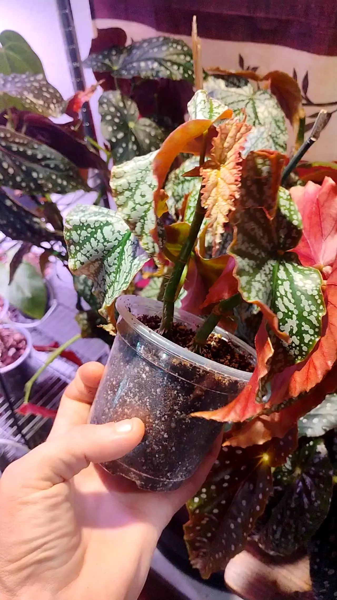 plant/Begonia Sylvan triumph 4 inch-0