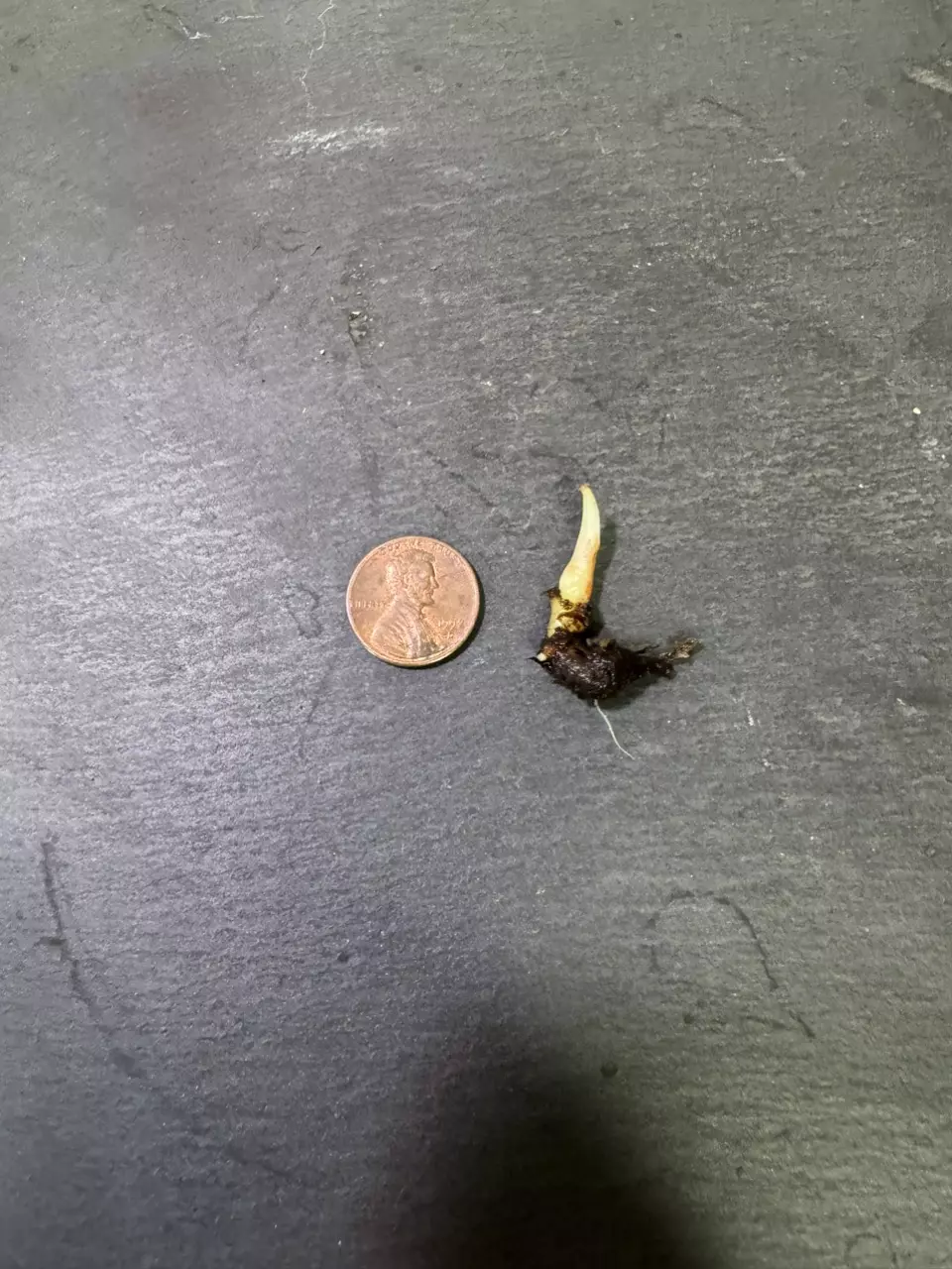 plant/Alocasia Dragon Scale Albo Corm-2