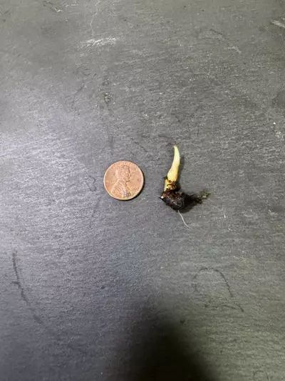 plant/Alocasia Dragon Scale Albo Corm-2-thumbnail