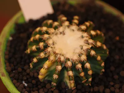 plant/Z14 Cactus-0-thumbnail