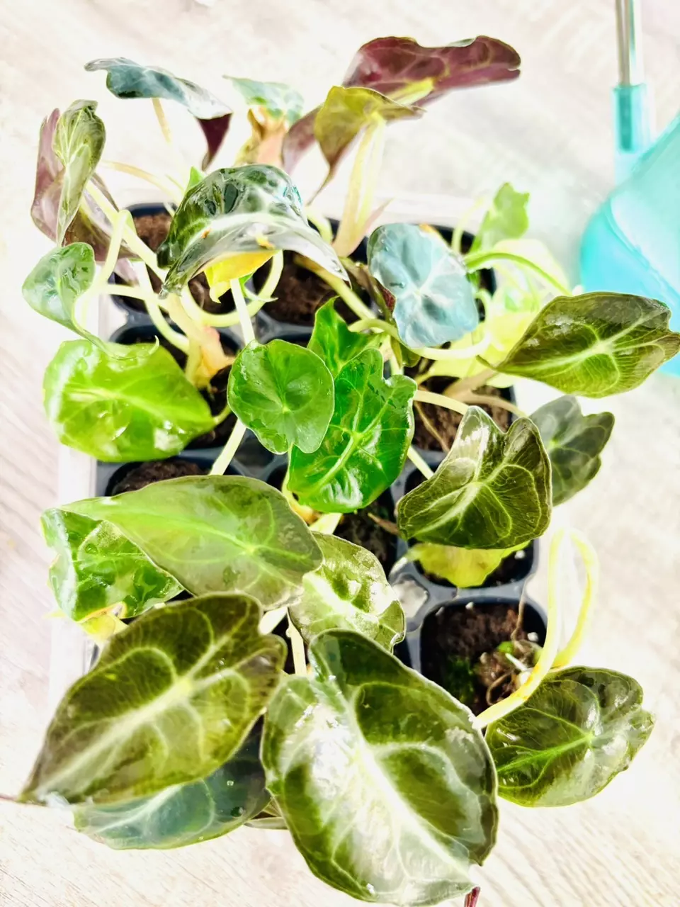 plant/Alocasia Venom-GC-1