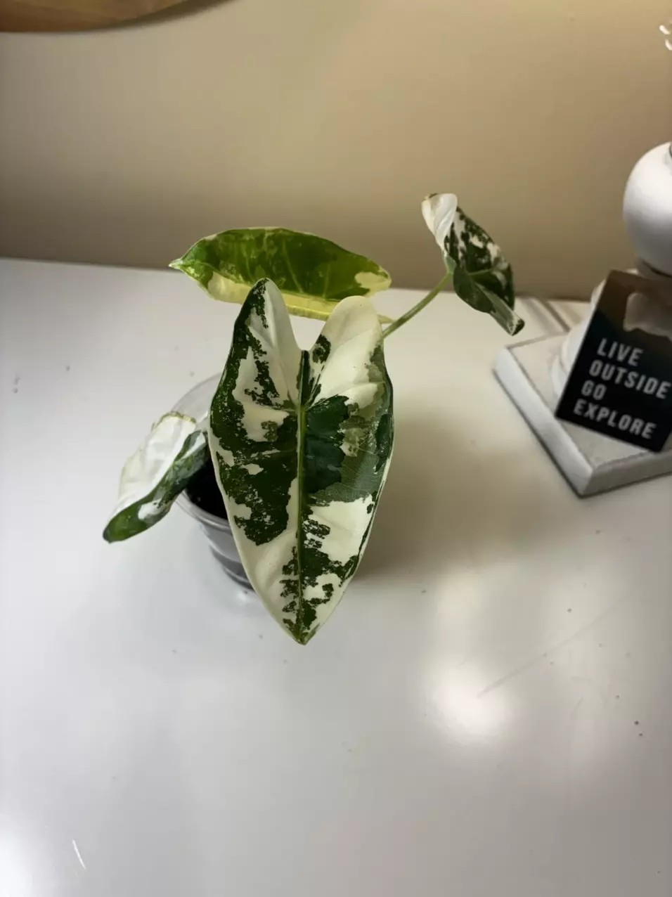 plant/Variegated Frydek #1-0