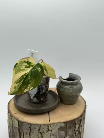 plant/VMF-4 Variegated Micans Ferrari-0-thumbnail