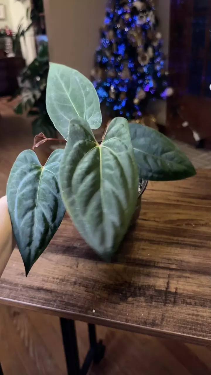 plant/A. (Pap x One) x Dark Phoenix #9-6