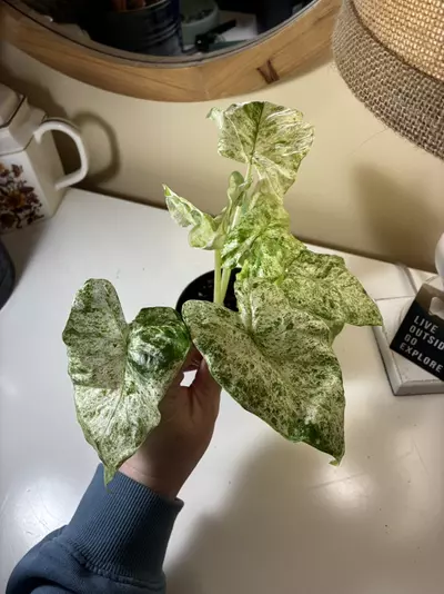 plant/Alocasia Blizzard-2-thumbnail