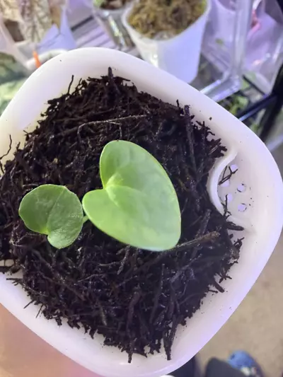 plant/Anthurium Besseae Aff x Variegated Papillilaminum-3-thumbnail