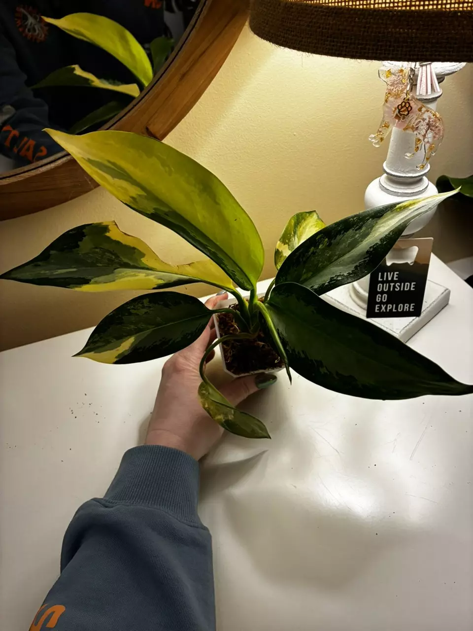 plant/Aglaonema Airport-0