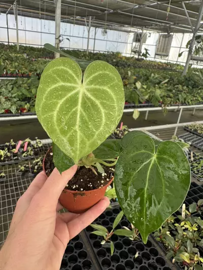 plant/Anthurium silver tiger x clarinervium 4” pot growers choice-0-thumbnail