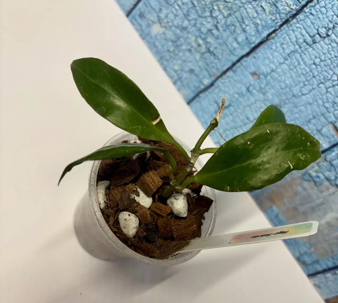 plant/Hoya Sunrise-1