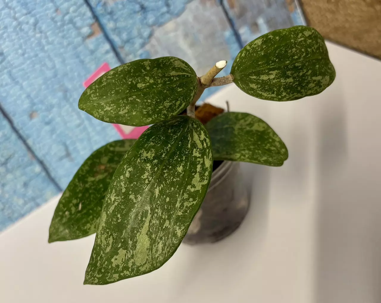 plant/Hoya Rangan Splash-3