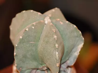 plant/Z7 Cactus-0-thumbnail