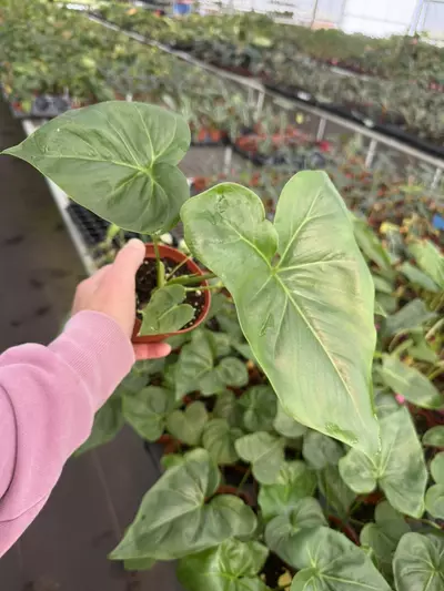 plant/Philodendron selloum x Goeldii (African fantasy) 4” pot growers choice-2-thumbnail