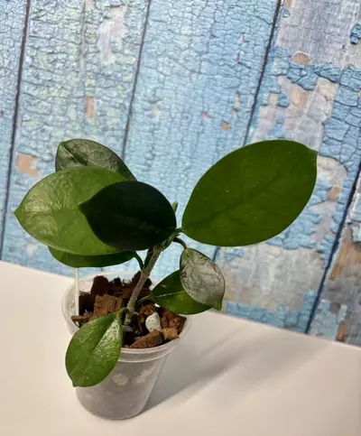 plant/Hoya Australis-1-thumbnail