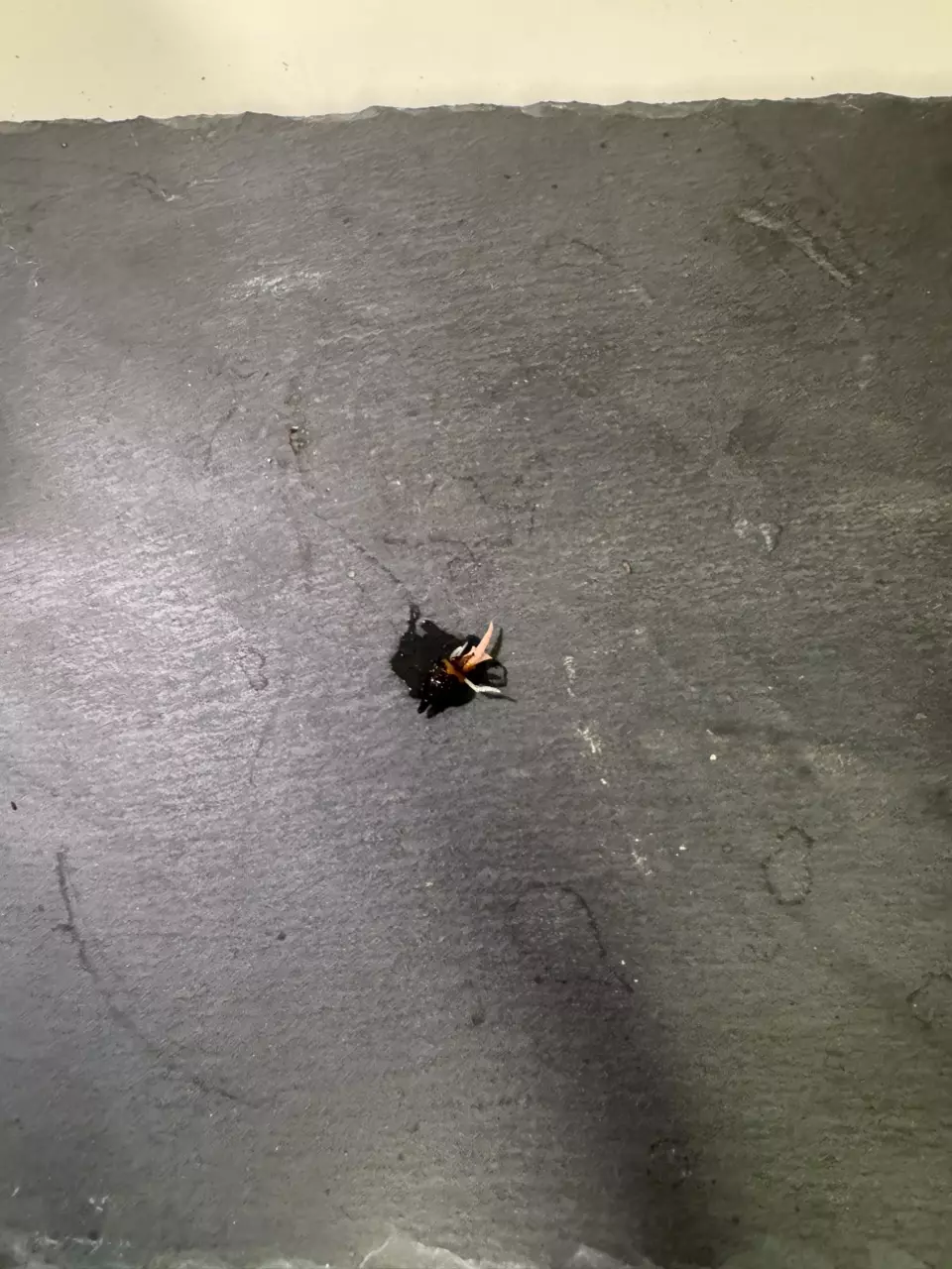 plant/Watsoniana Doff Pink Sprouting Corm-1