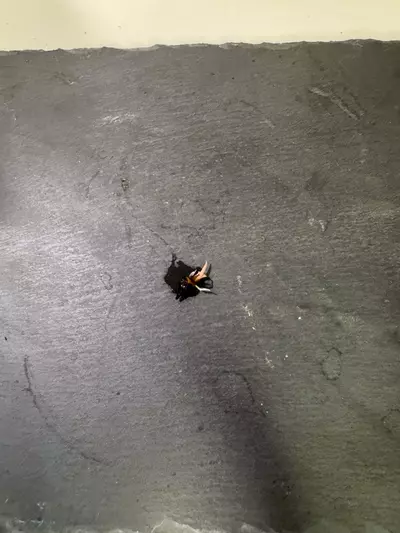 plant/Watsoniana Doff Pink Sprouting Corm-1-thumbnail