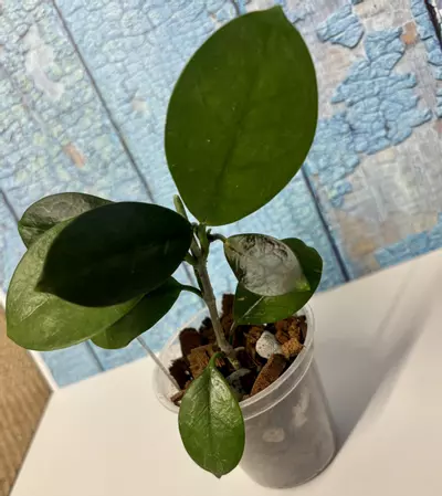 plant/Hoya Australis-8-thumbnail