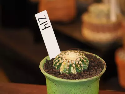 plant/Z14 Cactus-1-thumbnail