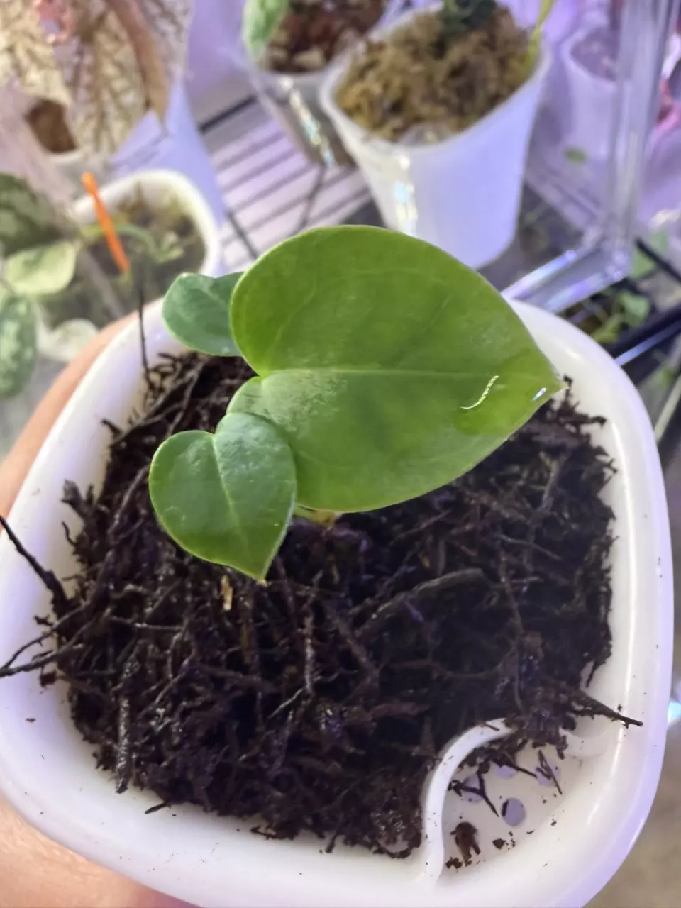 plant/Anthrium Kuna x (Brielle x Red Crystal)-6