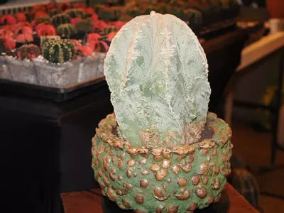 plant/Lump of Coal - Christmas Collection-0-thumbnail