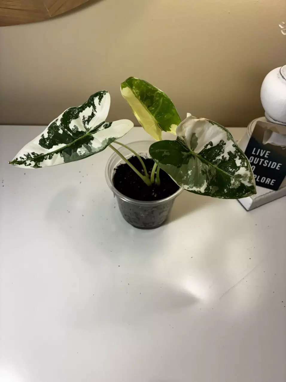 plant/Variegated Frydek #1-4