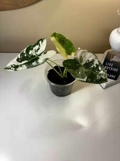 plant/Variegated Frydek #1-4-thumbnail