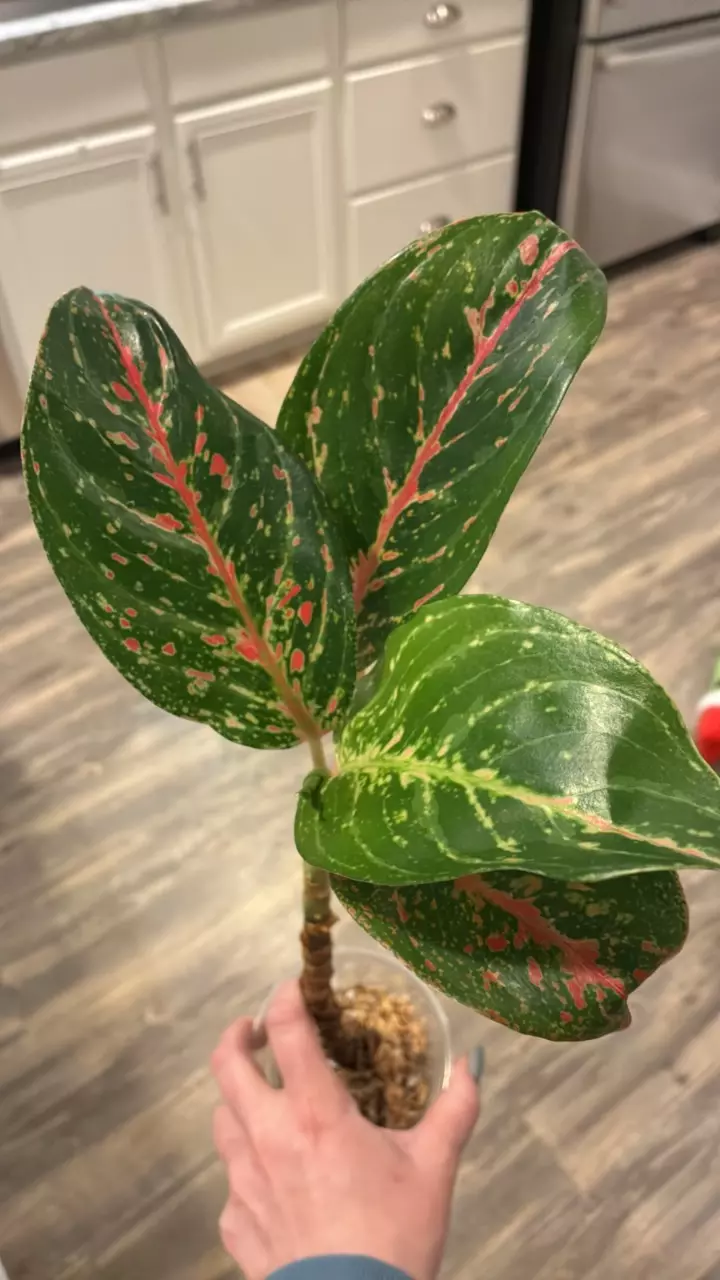plant/Aglaonema Dazzling Gem-1