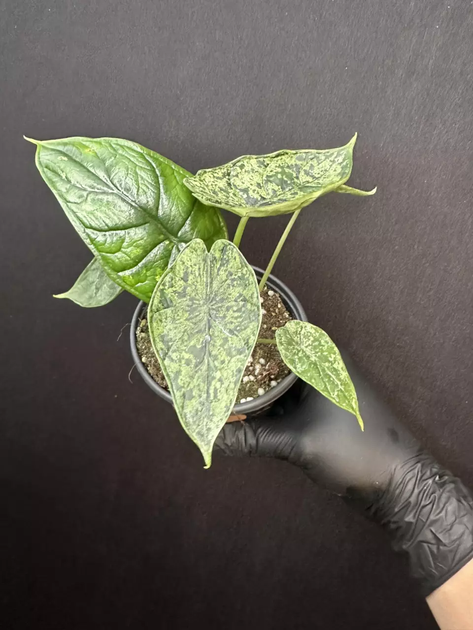 plant/Alocasia Dragon Scale Mint *Exact Plant B-0