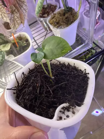 plant/Anthrium Kuna x (Brielle x Red Crystal)-5-thumbnail