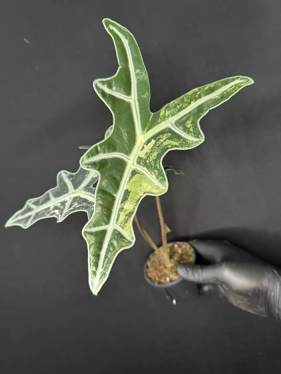 plant/Alocasia Pink Nobilis *Exact Plant-0