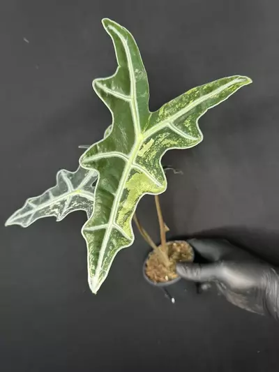 plant/Alocasia Pink Nobilis *Exact Plant-0-thumbnail