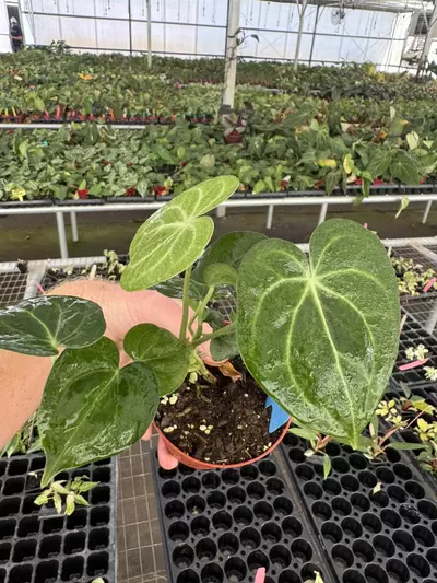 plant/Anthurium silver tiger x clarinervium 4” pot growers choice-3-thumbnail