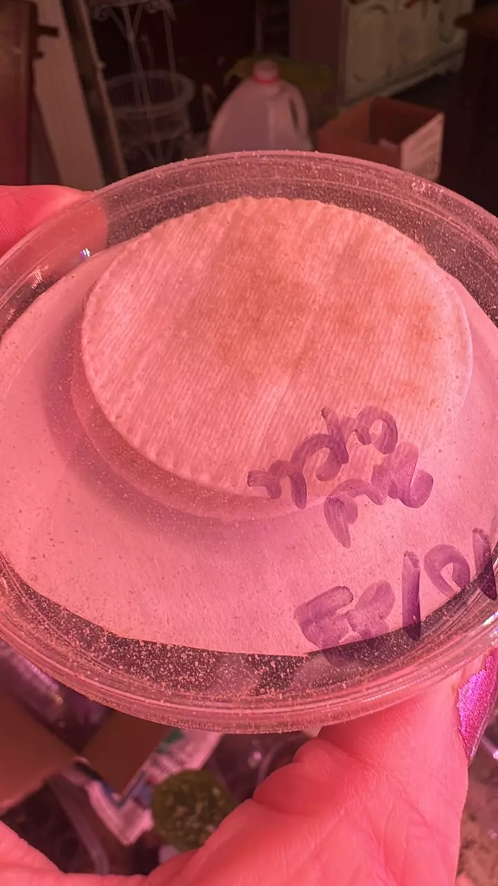 plant/Beneficial mites HOW TO BREED THEM SET X4!-2