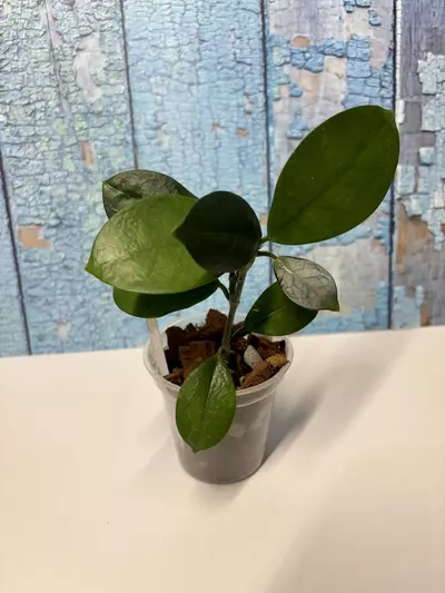 plant/Hoya Australis-4-thumbnail