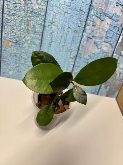 plant/Hoya Australis-7-thumbnail