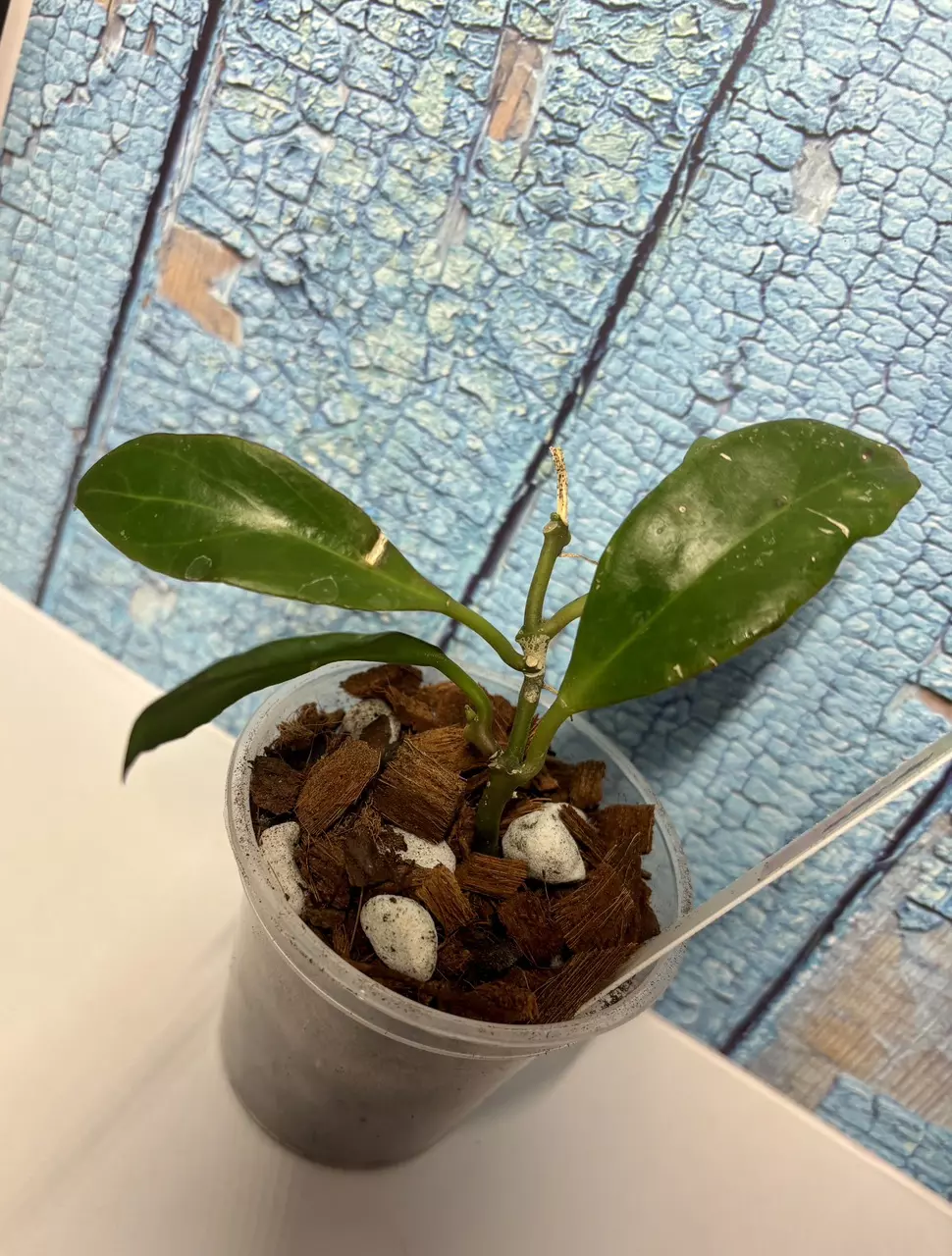 plant/Hoya Sunrise-3