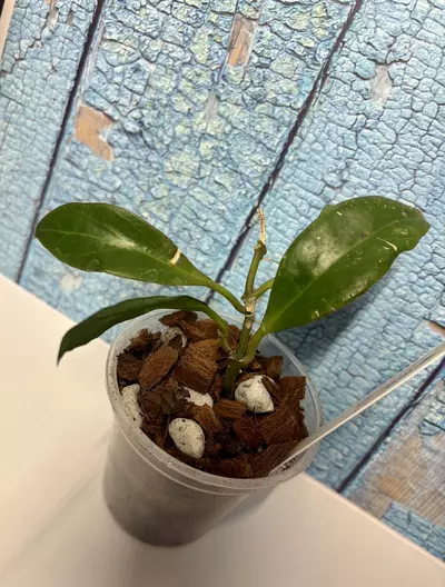 plant/Hoya Sunrise-3-thumbnail