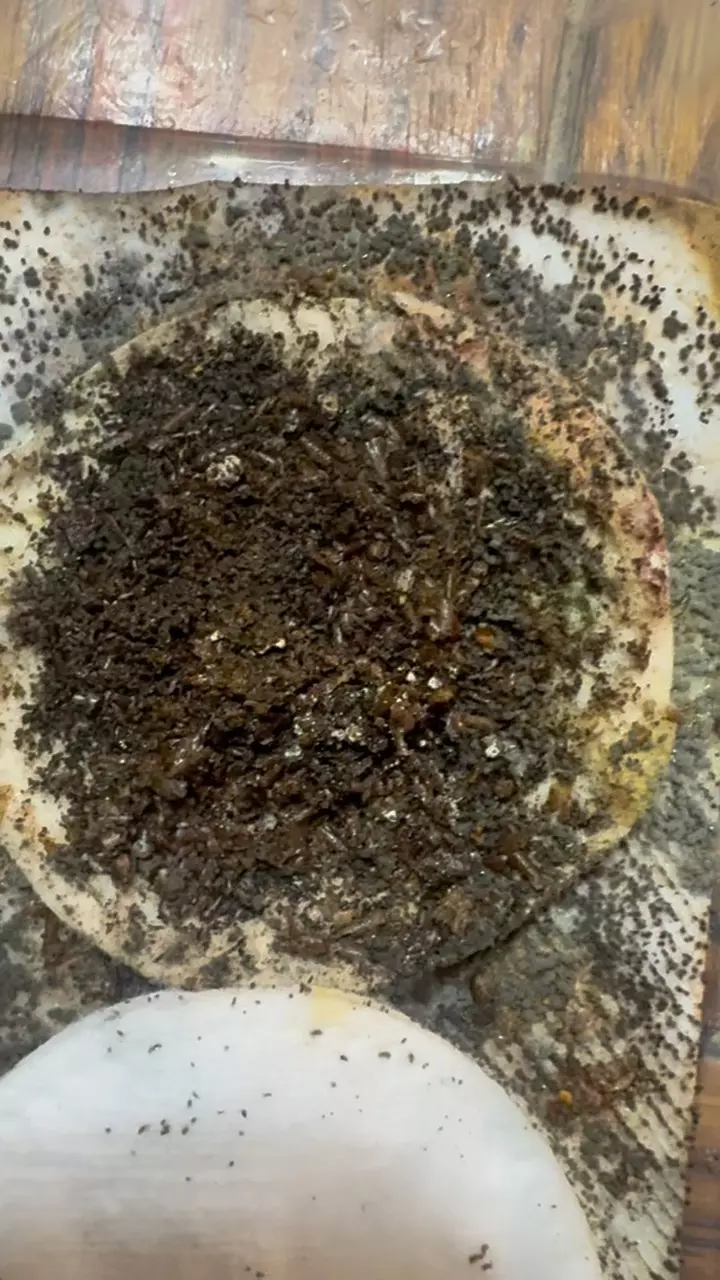 plant/Beneficial mites HOW TO BREED THEM SET X4!-0