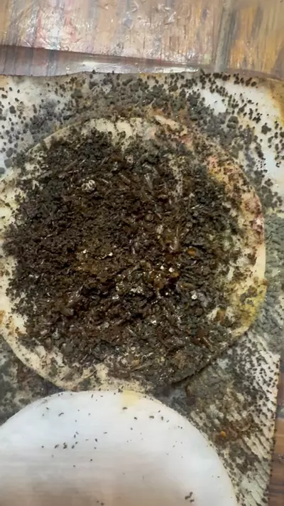 plant/Beneficial mites HOW TO BREED THEM SET X4!-0-thumbnail