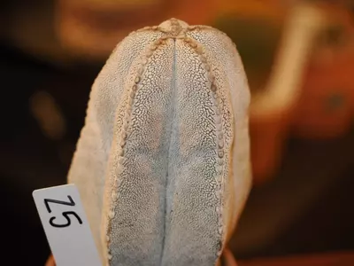 plant/Z5 Cactus-0-thumbnail