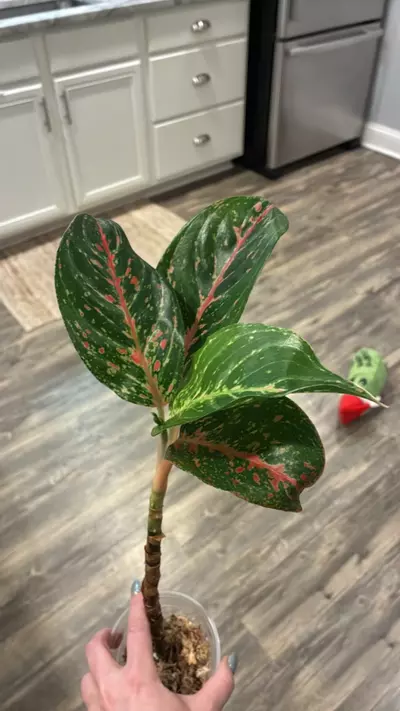 plant/Aglaonema Dazzling Gem-0-thumbnail