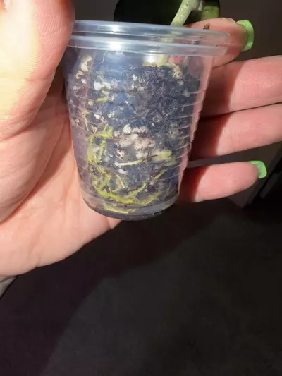 plant/Hoya Icensis 023-1-thumbnail