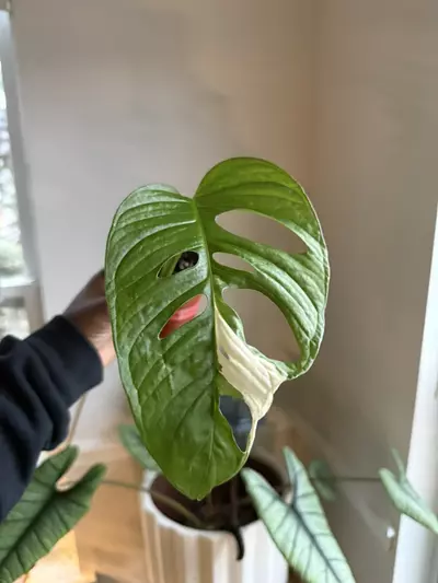 plant/Monstera Adansonii Albo-0-thumbnail