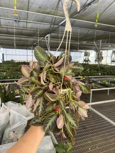 plant/Episcia silver sheen hanging basket 6” pot growers choice-5-thumbnail