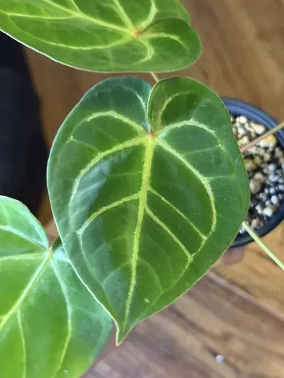 plant/A. Red Spider x Red Mag #8-4-thumbnail