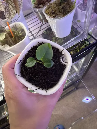 plant/Anthrium Kuna x (Brielle x Red Crystal)-4-thumbnail