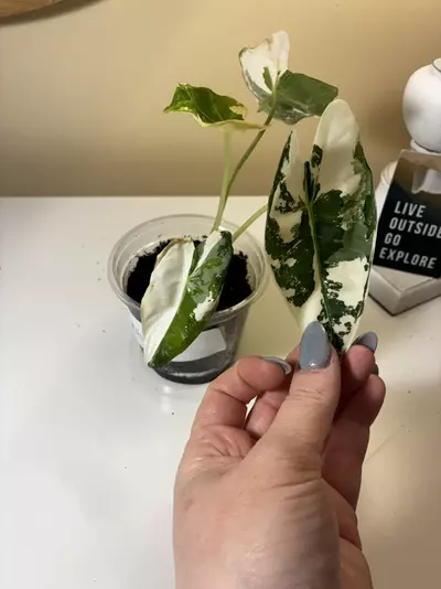 plant/Variegated Frydek #1-1-thumbnail