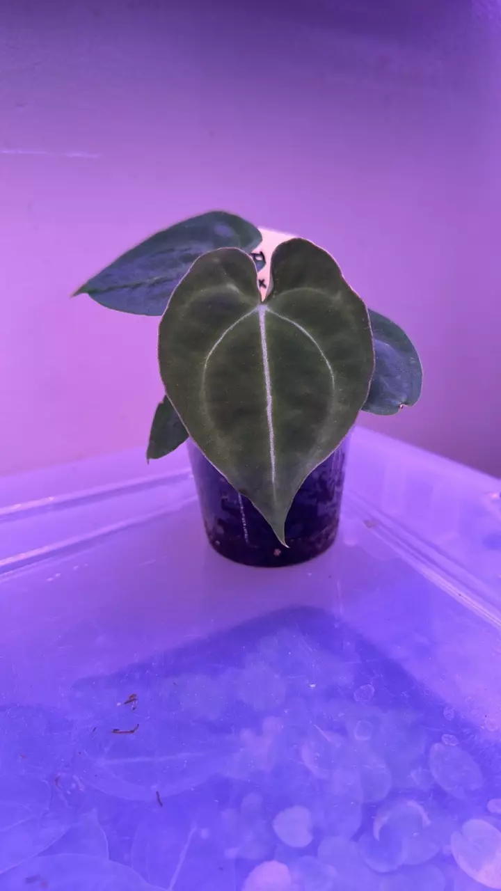 plant/Anthurium pink lemonade x windy dress X Brielle-0