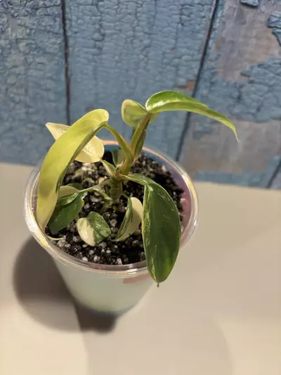 plant/Philodendron Florida Beauty-1-thumbnail