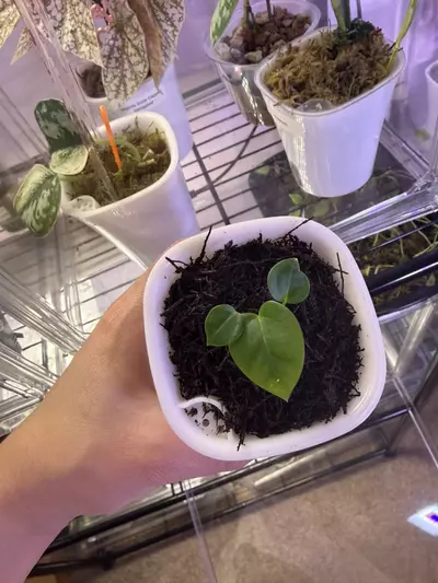 plant/Anthrium Kuna x (Brielle x Red Crystal)-3-thumbnail